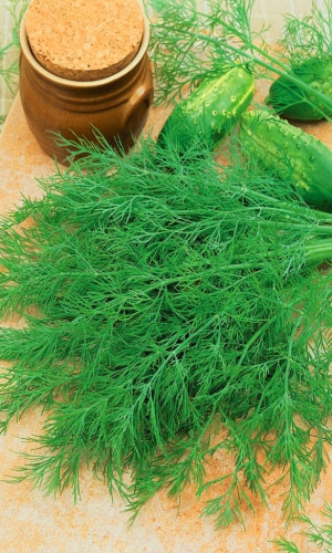 Укроп ДУКАТ АРОМАТНЫЙ