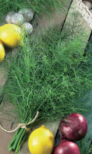 Укроп КАРЛИК