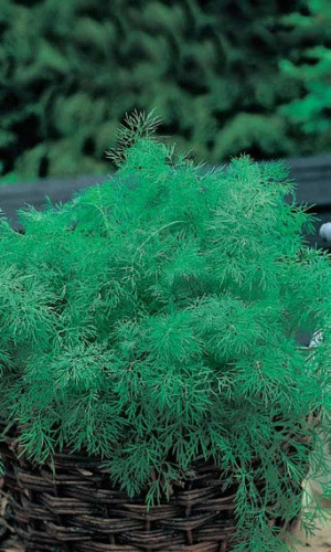 Укроп ПУШИСТЫЙ ПУЧОК