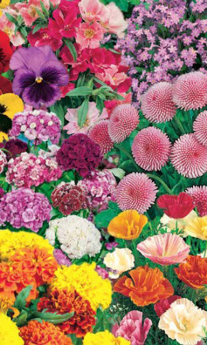 ДОБРАЯ ПАМЯТЬ в затенённых местах