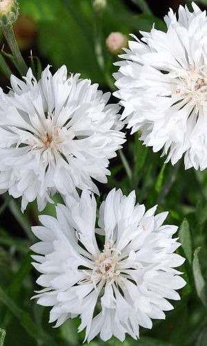 Василёк СНЕЖНЫЙ ЗАМОК