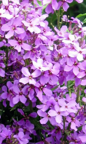 Вечерница матроны НОЧНАЯ ФЕЯ