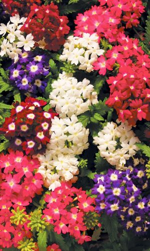 Вербена МАМУТ