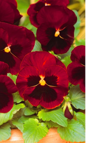 Виола КЛАРА крупноцветковая