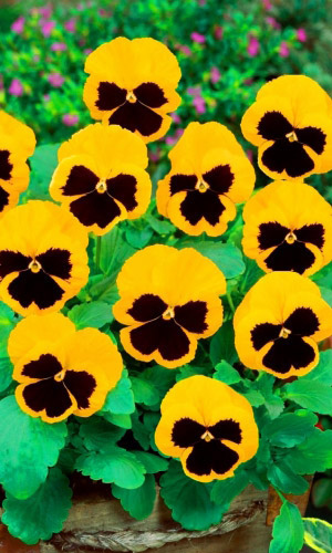 Виола ЛЮБИМЕЦ КОРОЛЯ ГЕНРИХА