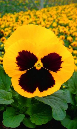 Виола ШЕРХАН