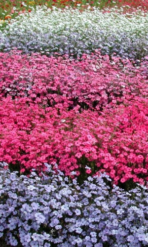 Вискария ХОЛИДЕЙ &mdash; Уникальная смесь окрасок!