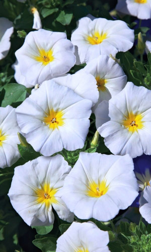 Вьюнок БЕЛЫЙ ВАЛЬС