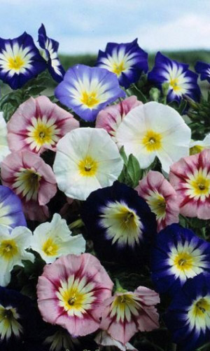 Вьюнок КАМЕДИ СМЕСЬ