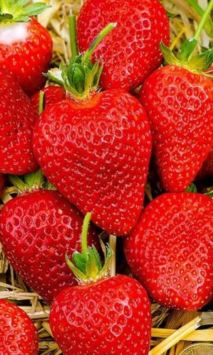 Земляника ГОРДОСТЬ СИБИРИ