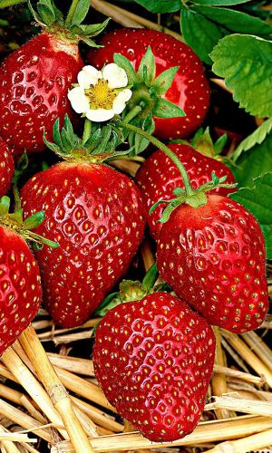 Земляника КАРАМЕЛЬ