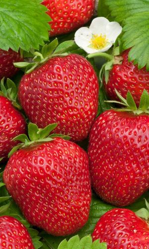 Земляника СЕМЁНОВНА®