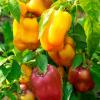 Перец УРАЛЬСКИЙ САМОЦВЕТ F1