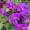 Петуния ЛЕДЕНЕЦ супермахровая