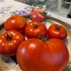 Томат ЧУДО НА РЕКОРД