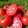 Томат КРАСНЫМ КРАСНО F1
